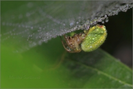 <p>KŘIŽÁK ZELENÝ (Araniella cucurbitina) ----- /Kürbisspinne/</p>